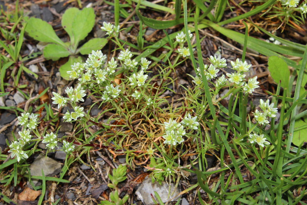 Scleranthus perennis / Centograni perenne